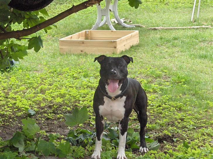 Amerikansk staffordshire terrier solo bellare anubis billede 19