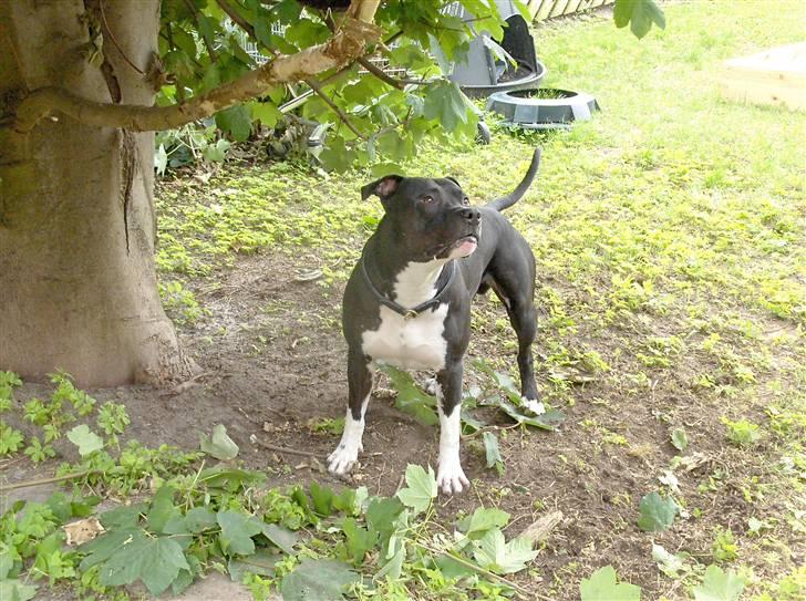 Amerikansk staffordshire terrier solo bellare anubis billede 20
