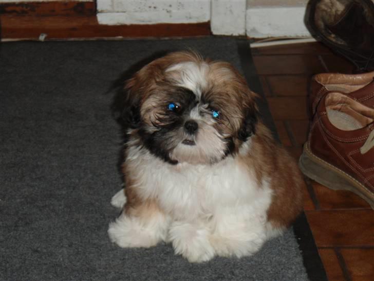 Shih tzu Alma billede 1