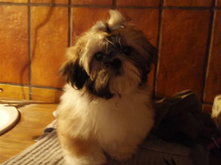 Shih tzu Alma billede 2