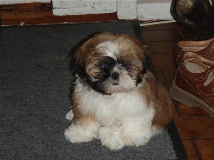 Shih tzu Alma billede 3