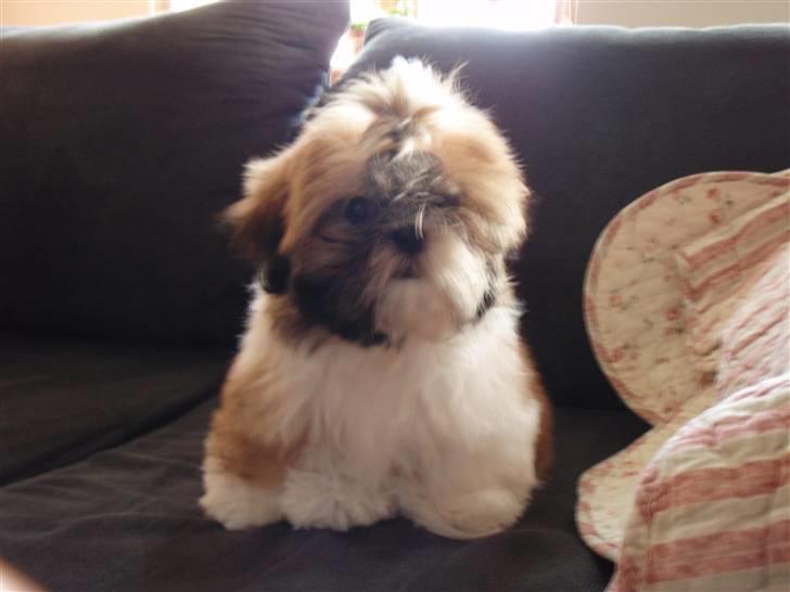 Shih tzu Alma billede 5