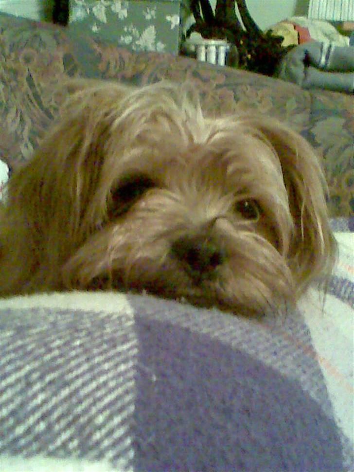 Blanding af racer Joey - hej jjeg hedder Joey og er rigtig fræk billede 3