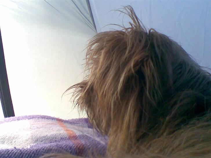 Blanding af racer Joey - Her er jeg på Camping med Winnie mit menneske vi sover i telt lidt koldt om natten så jeg kravler ned i soveposen sammen med Winnie billede 4