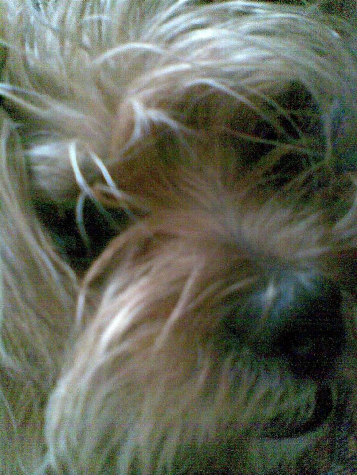 Blanding af racer Joey billede 5