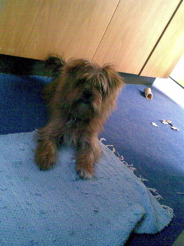 Blanding af racer Joey - mig der venter på mit menneske stå op kom nu kom nu jeg vil ud og tisse  billede 6