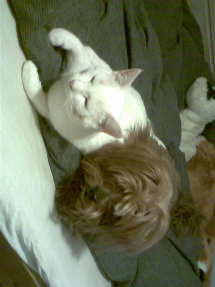 Blanding af racer Joey - Mig og Sne der hygger i sengen sig ikke til de andere hunde at min beste ven er en Kat der godt nok tror han er en hund hihi billede 7