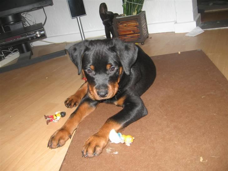 Rottweiler bamse billede 1