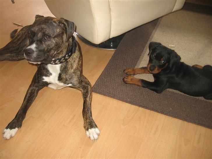 Rottweiler bamse billede 2