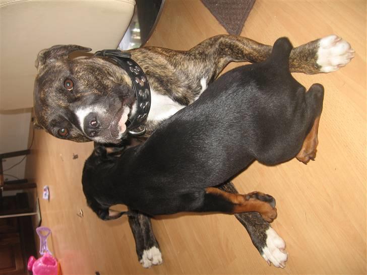 Rottweiler bamse billede 3