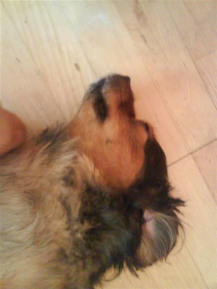 Blanding af racer Nuller.<3 - ligger og sover , efter han lige er blevet klippet :) billede 13