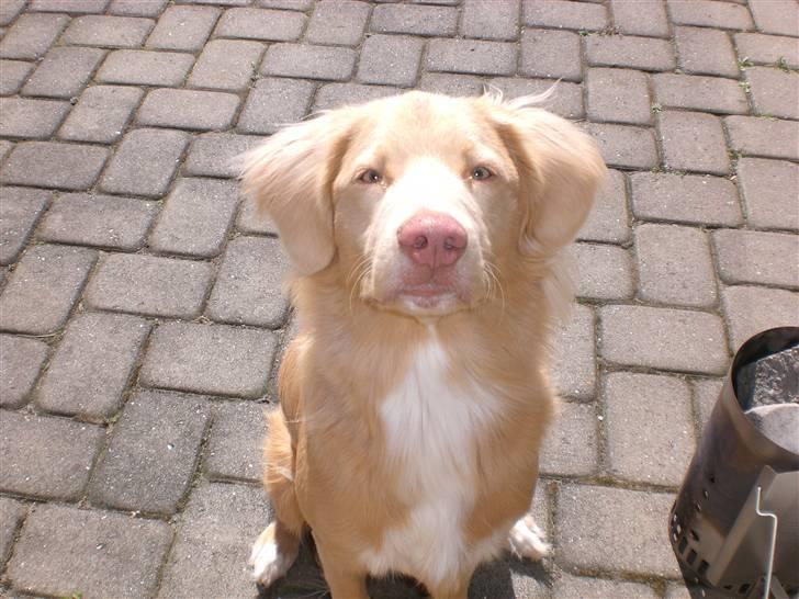 Nova scotia duck tolling retriever Freja - sit pænt billede 1