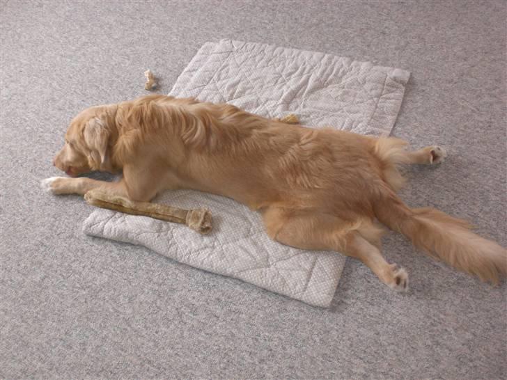 Nova scotia duck tolling retriever Freja - total hygge billede 2