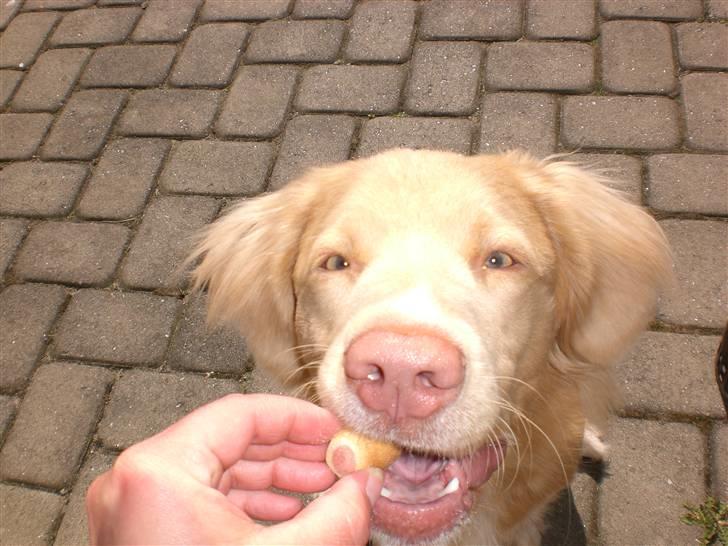 Nova scotia duck tolling retriever Freja - uhm, en kiks billede 3