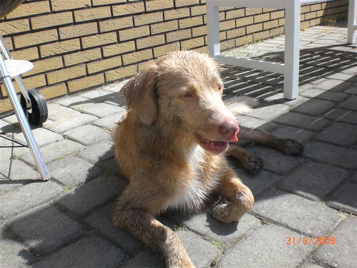 Nova scotia duck tolling retriever Freja - ja ja, lidt beskidt kan man jo altid blive billede 4