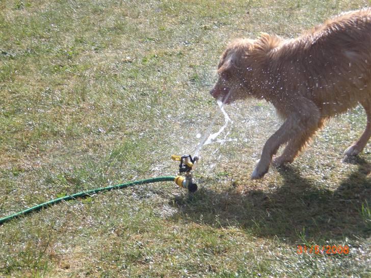 Nova scotia duck tolling retriever Freja - vandkamp!! billede 5