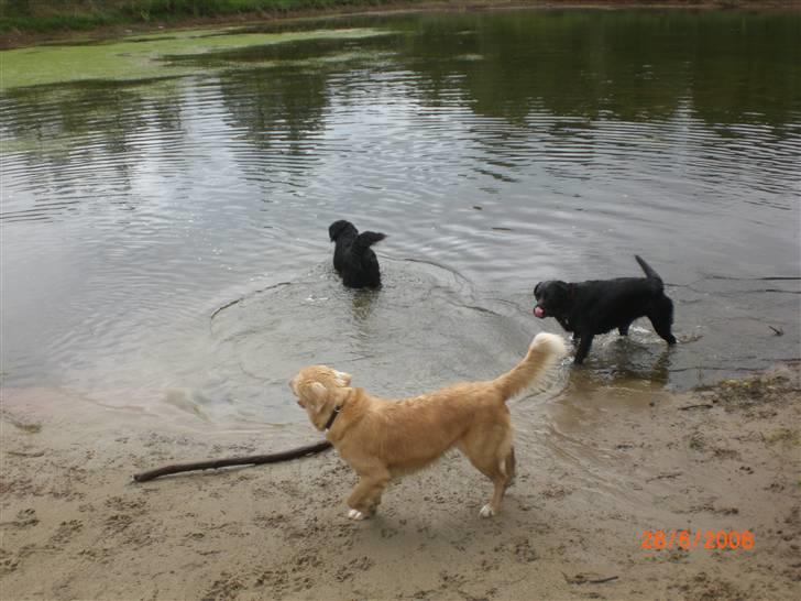 Nova scotia duck tolling retriever Freja - ude ved badesøen med kusine og fætter billede 6