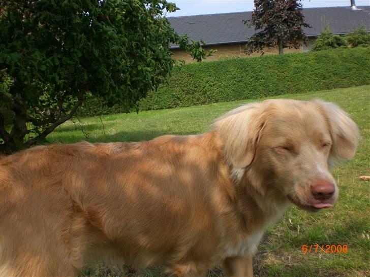 Nova scotia duck tolling retriever Freja - hunde kan også række tunge billede 7