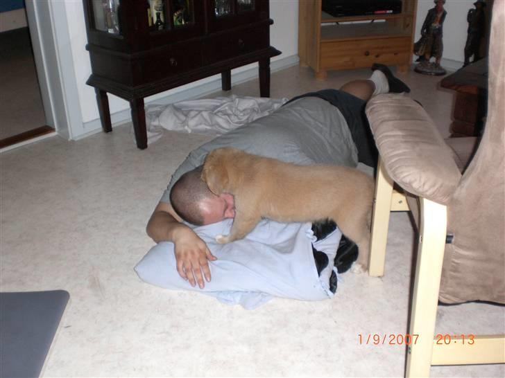 Nova scotia duck tolling retriever Freja - hygge med far billede 8