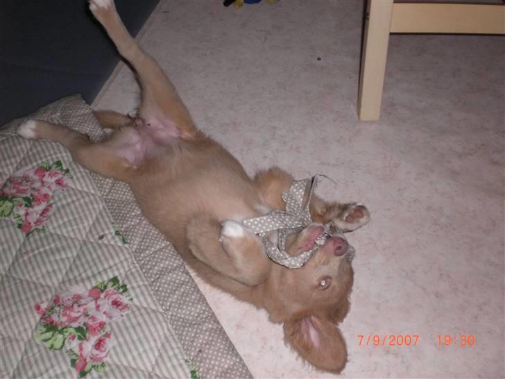 Nova scotia duck tolling retriever Freja - tid til lidt leg billede 9