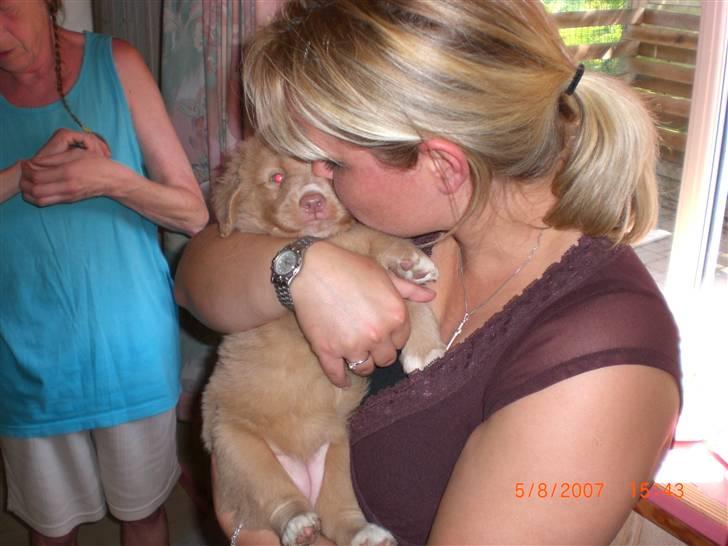 Nova scotia duck tolling retriever Freja - på besøg hos opdrætter billede 10