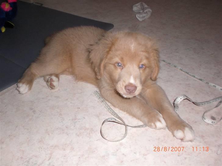 Nova scotia duck tolling retriever Freja - træt.. billede 11