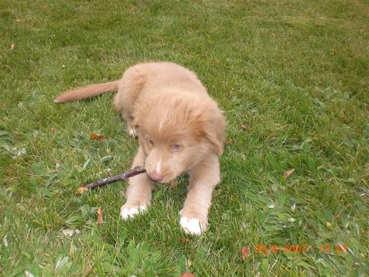Nova scotia duck tolling retriever Freja - herlig pind billede 12
