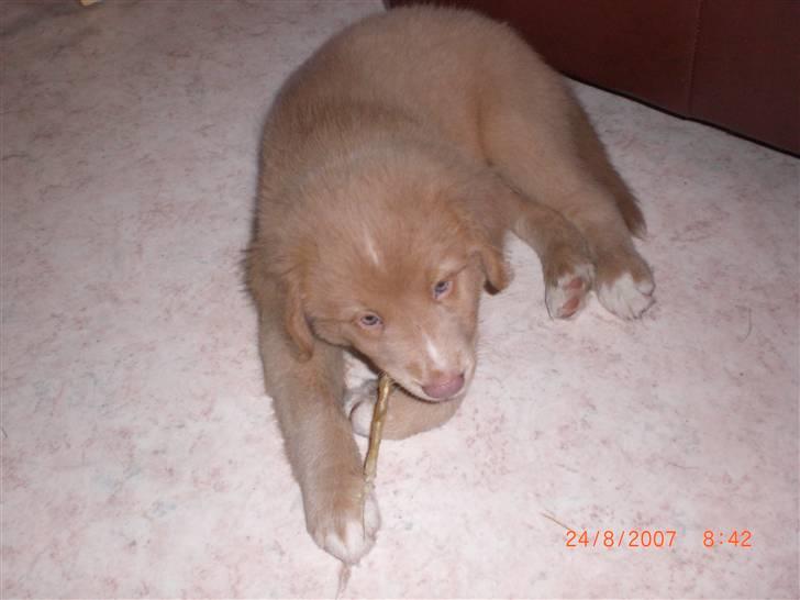 Nova scotia duck tolling retriever Freja - en spiselig pind billede 13