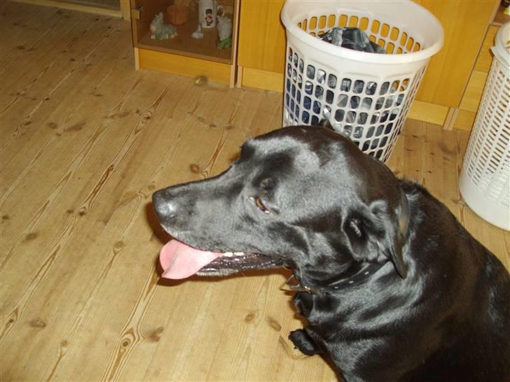 Labrador retriever blackie R.I.P min elsked  billede 2