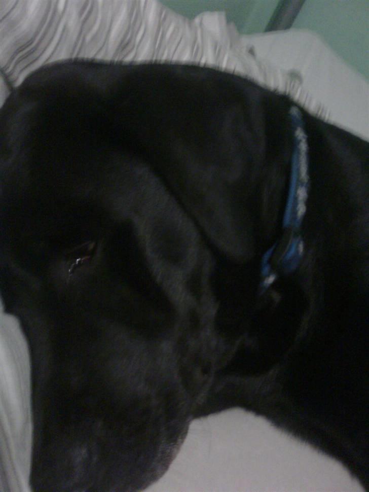 Labrador retriever blackie R.I.P min elsked  billede 3