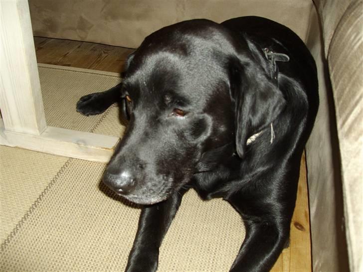 Labrador retriever blackie R.I.P min elsked  billede 4