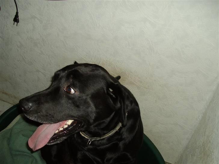 Labrador retriever blackie R.I.P min elsked  billede 5