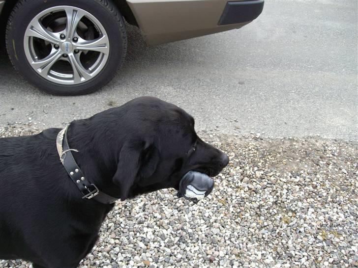 Labrador retriever blackie R.I.P min elsked  billede 6