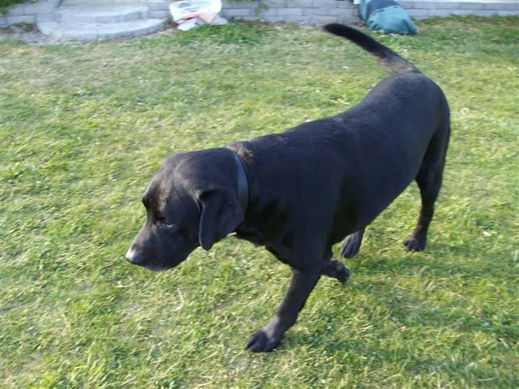 Labrador retriever blackie R.I.P min elsked  billede 7