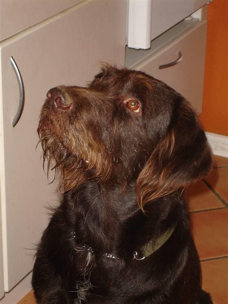 Blanding af racer König billede 13