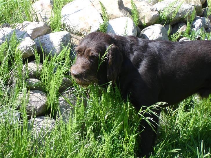 Blanding af racer König billede 14