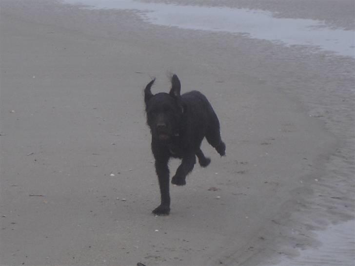 Blanding af racer König billede 15