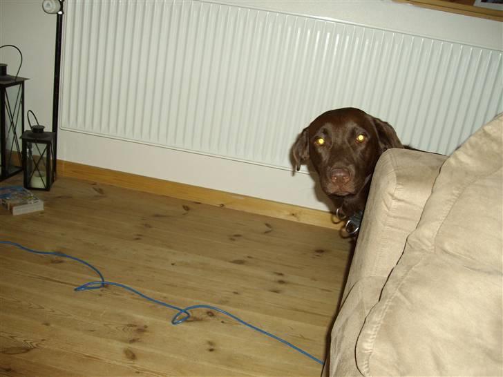 Labrador retriever brownie billede 1