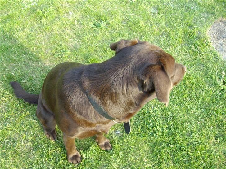 Labrador retriever brownie billede 2