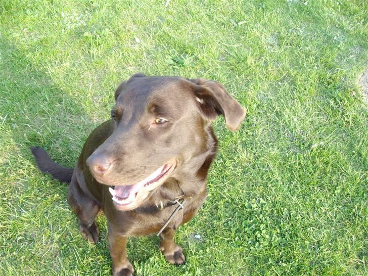 Labrador retriever brownie billede 3