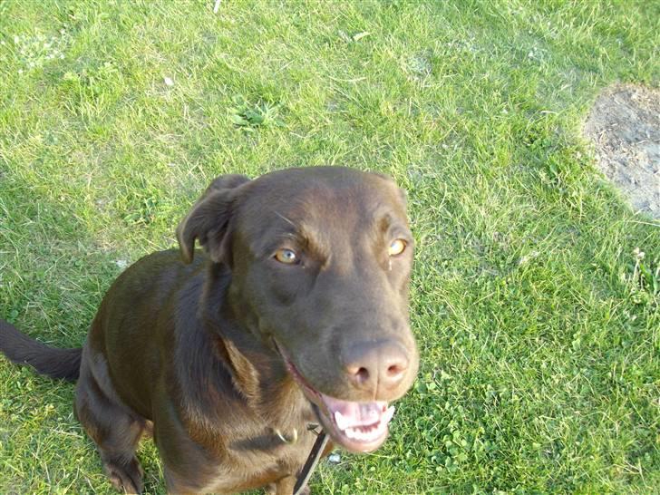 Labrador retriever brownie billede 4