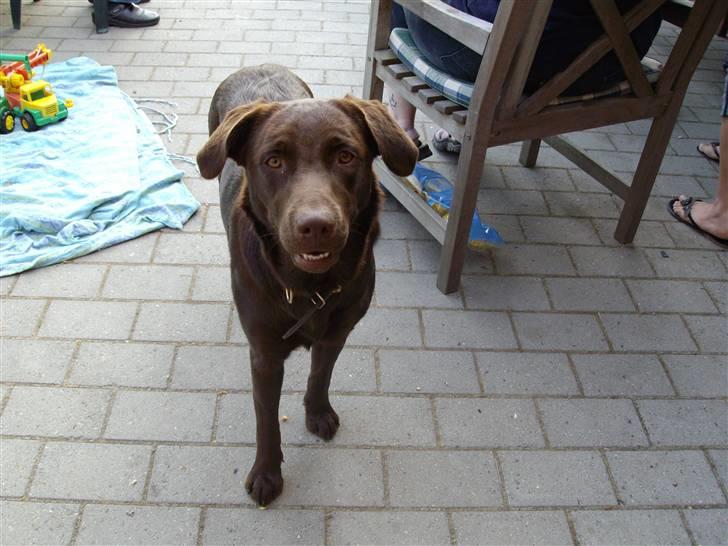 Labrador retriever brownie billede 5