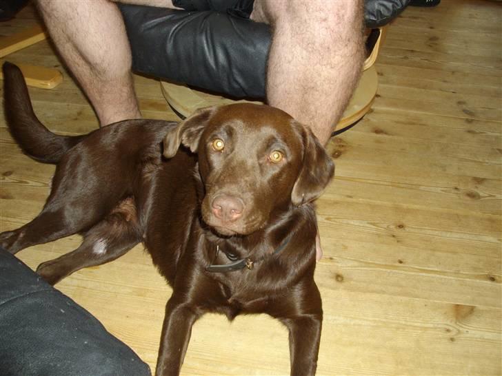 Labrador retriever brownie billede 6