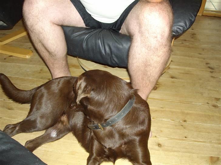 Labrador retriever brownie billede 7