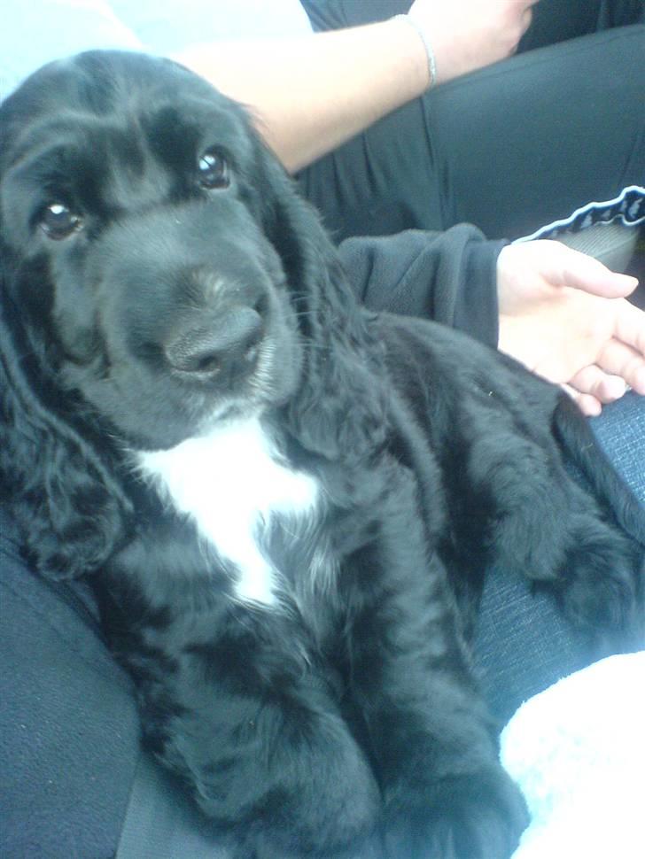 Cocker spaniel Felix - Så skal vi hjem til mit ny hjem. :) billede 1