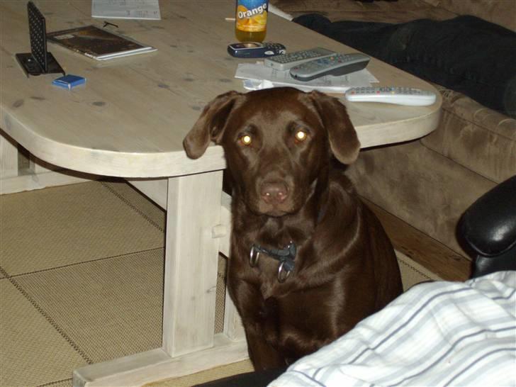 Labrador retriever brownie billede 8