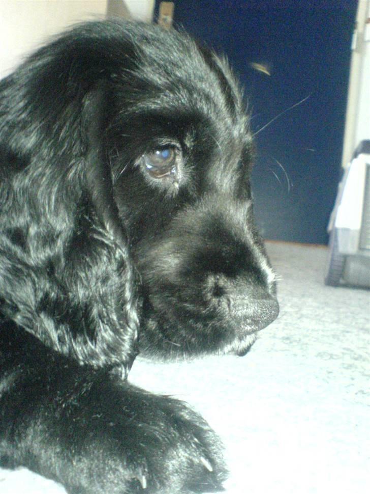 Cocker spaniel Felix billede 2