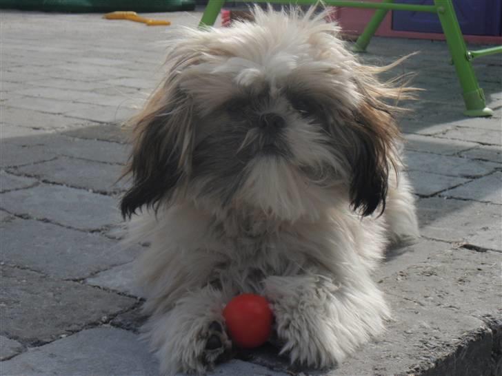 Shih tzu Alma billede 6