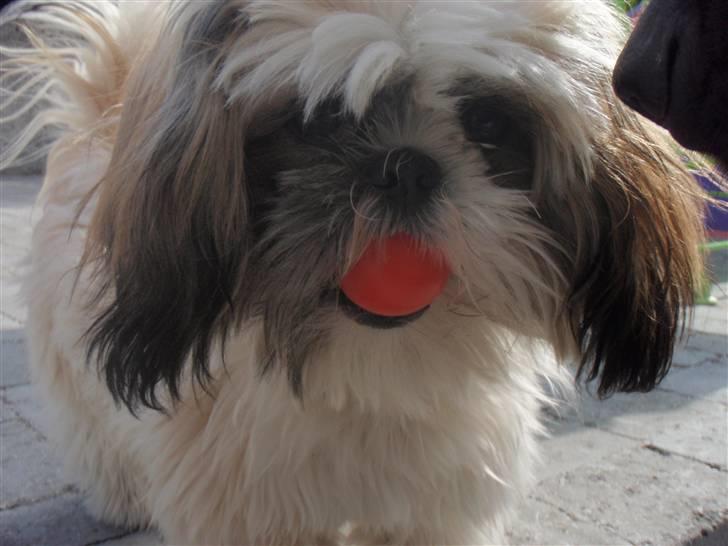 Shih tzu Alma billede 7