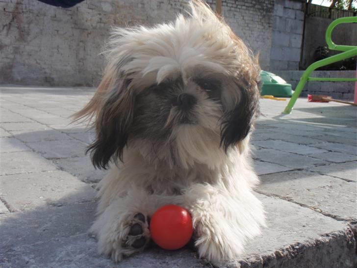 Shih tzu Alma billede 8